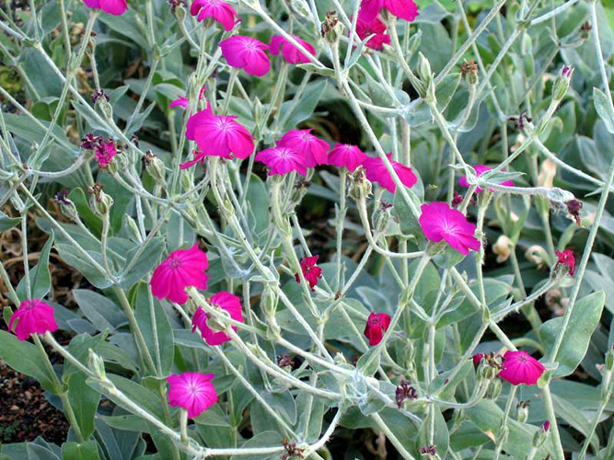 n_n_b_27  Dachnelke.jpg